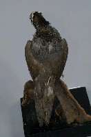 珠頸翎鶉藏品圖，第8張